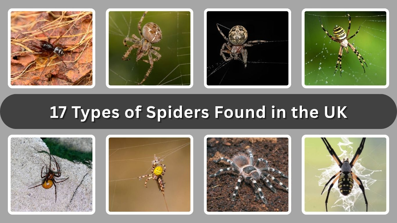 17 Types of Spiders Found in the UK: Identification, Lifecycle and Diet