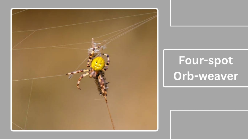 Four-spot Orb-weaver
