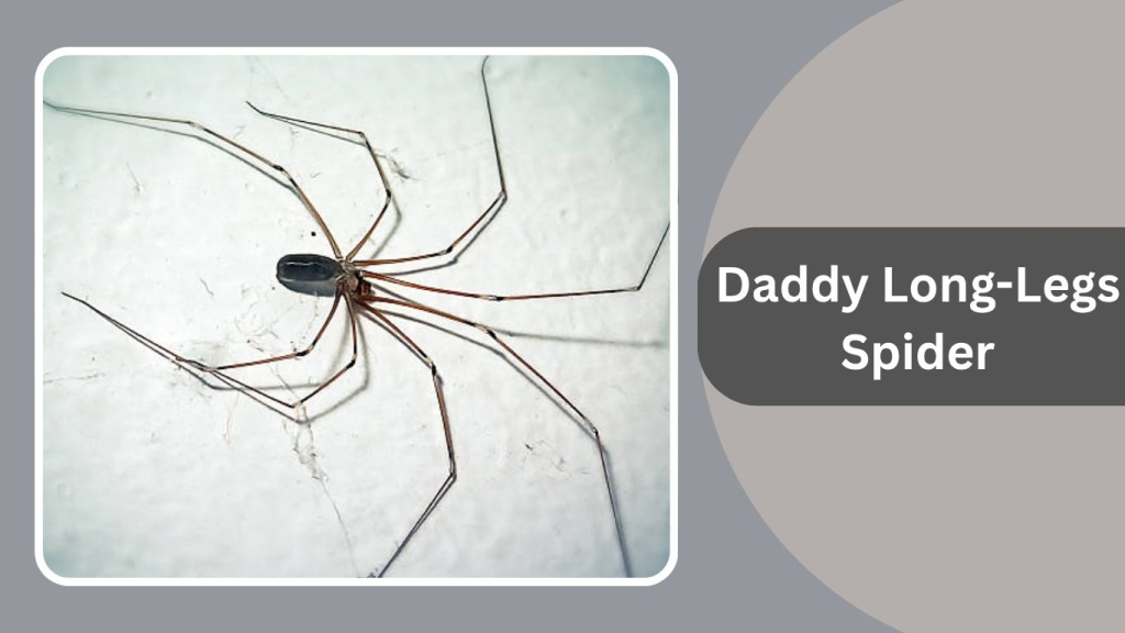 Daddy Long-Legs Spider (Cellar Spider)