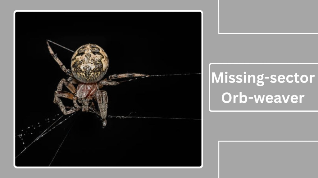 Missing-sector Orb-weaver