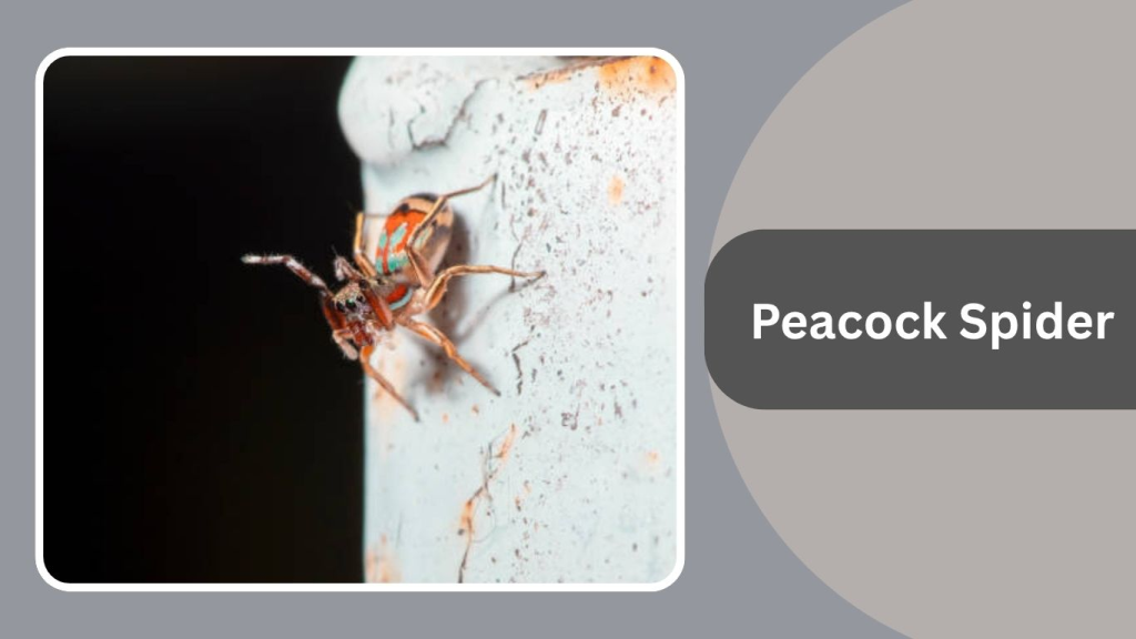 Peacock Spider