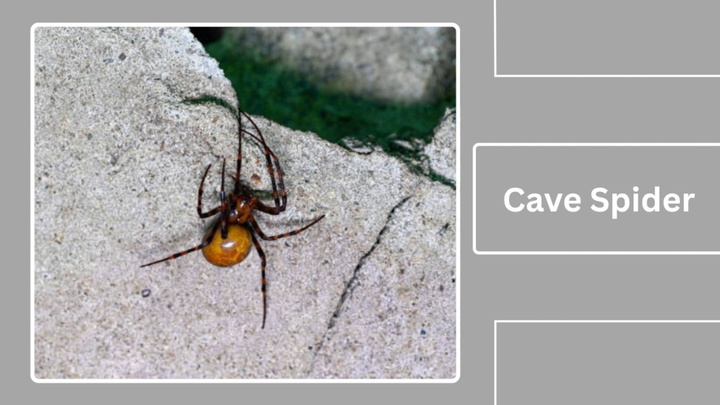 Cave Spider