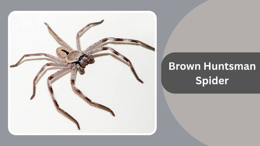 Brown Huntsman Spider