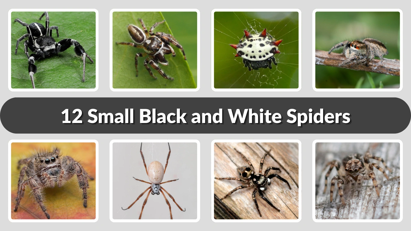 12 Small Black and White Spiders Identification With Name & Pictures
