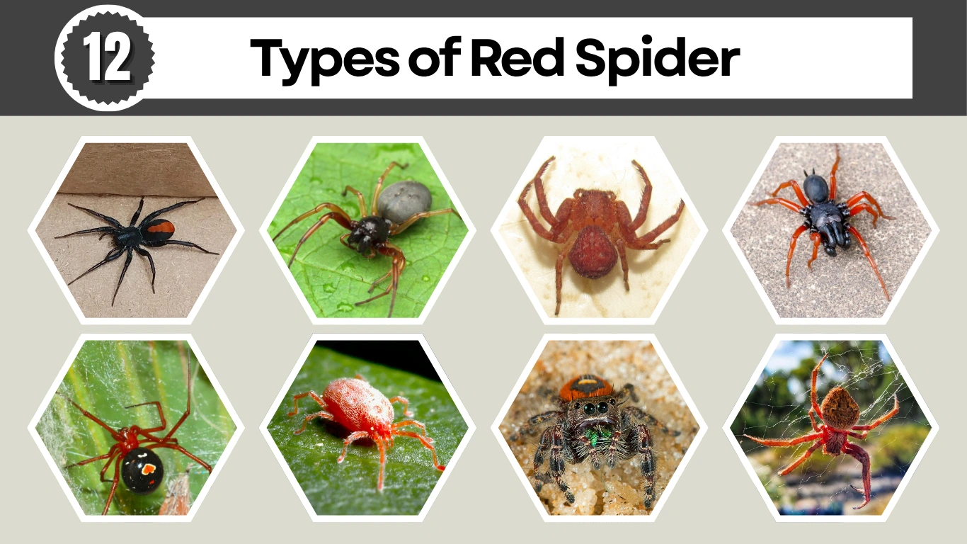 12 Types of Red Spider LIfecycle, Habitat, Identification with Pictures
