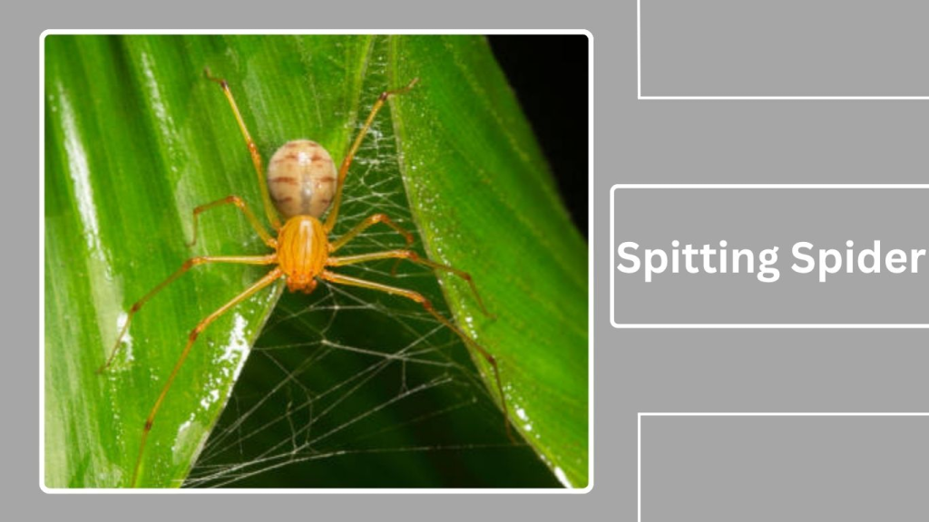 Spitting Spider