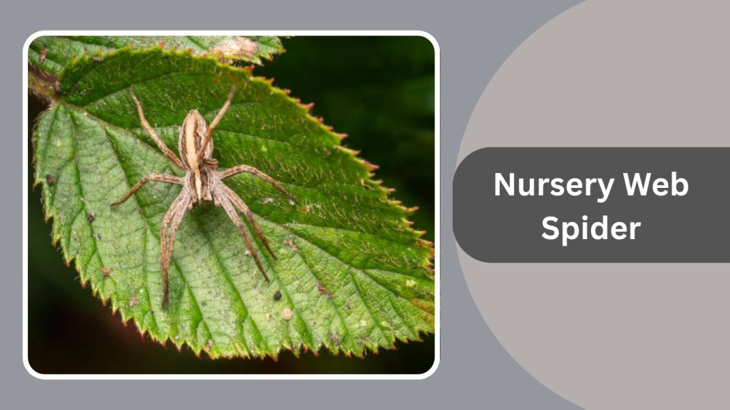 Nursery Web Spider