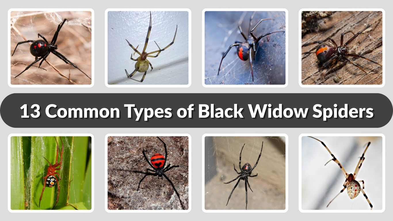 13 Common Types of Black Widow Spiders Identification, Habitat & Lifecycle 