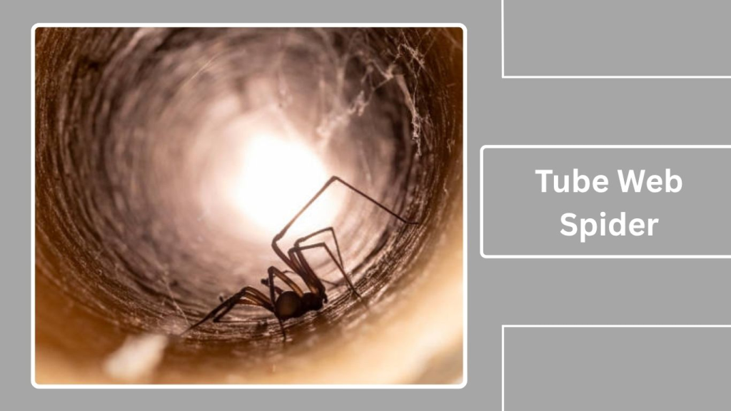 Tube Web Spider