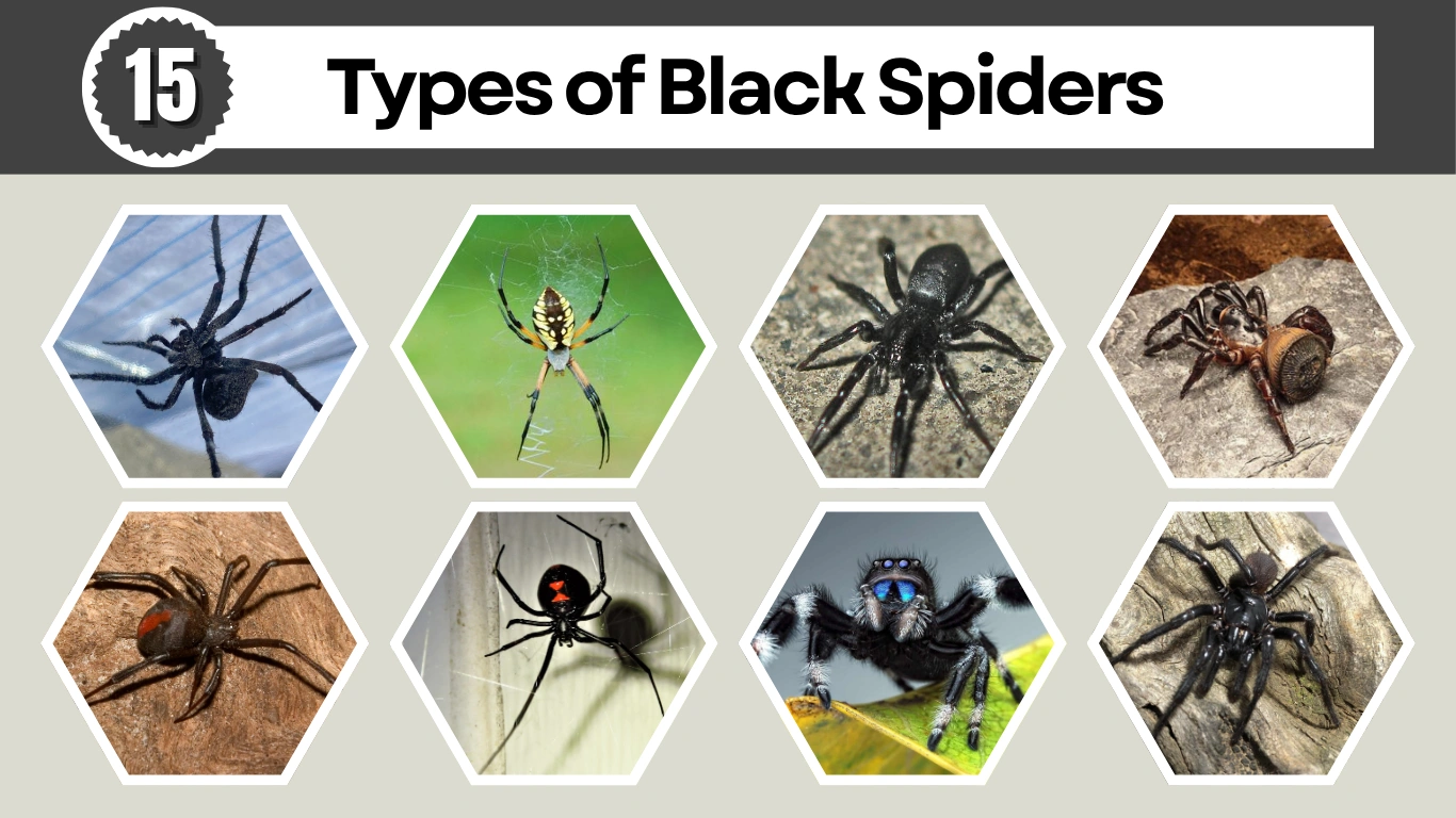 15 Types of Black Spiders Identification, Behavior, and Bite Risks
