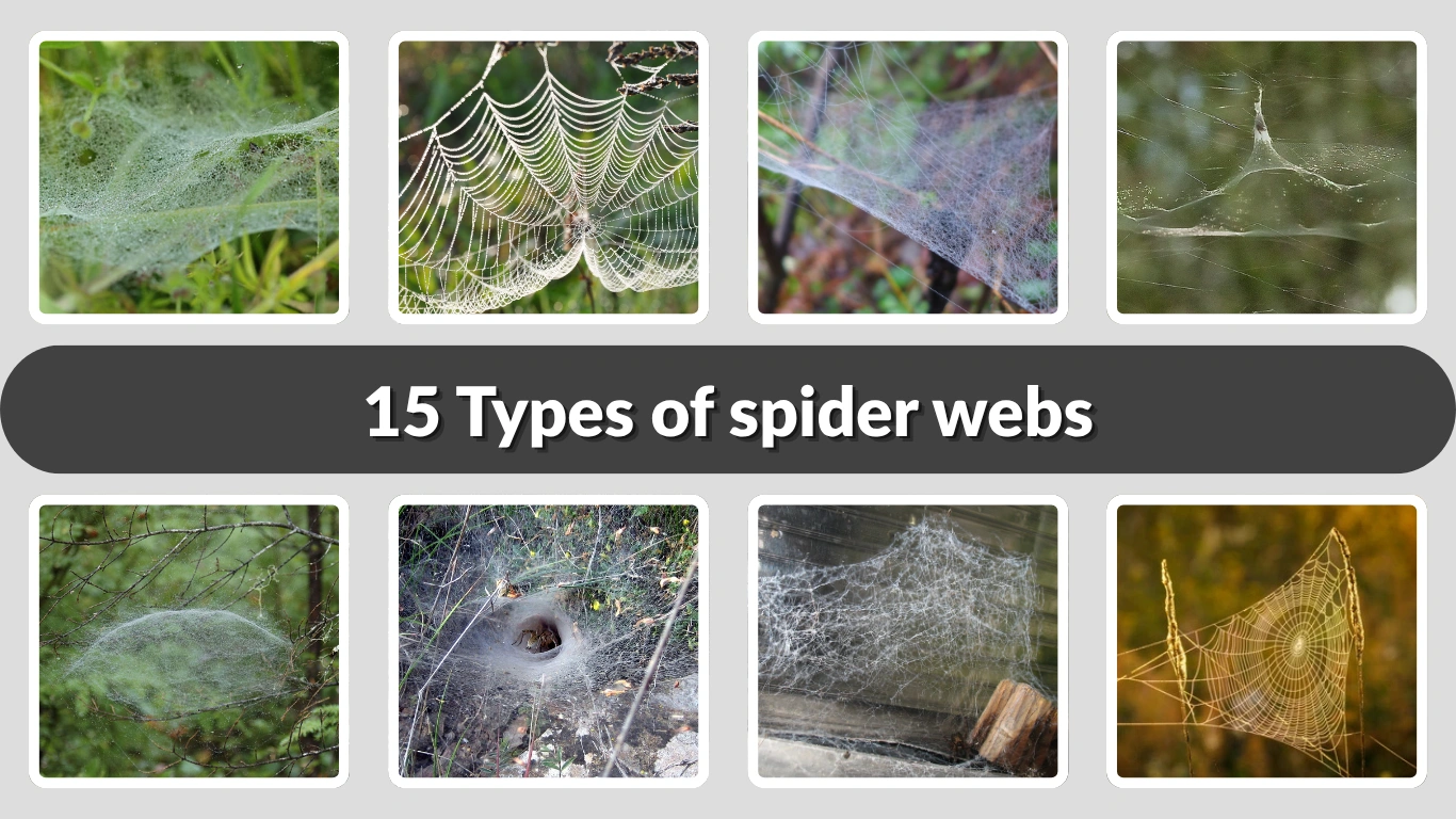 15 Types of spider webs Identification, Making process with Pictures