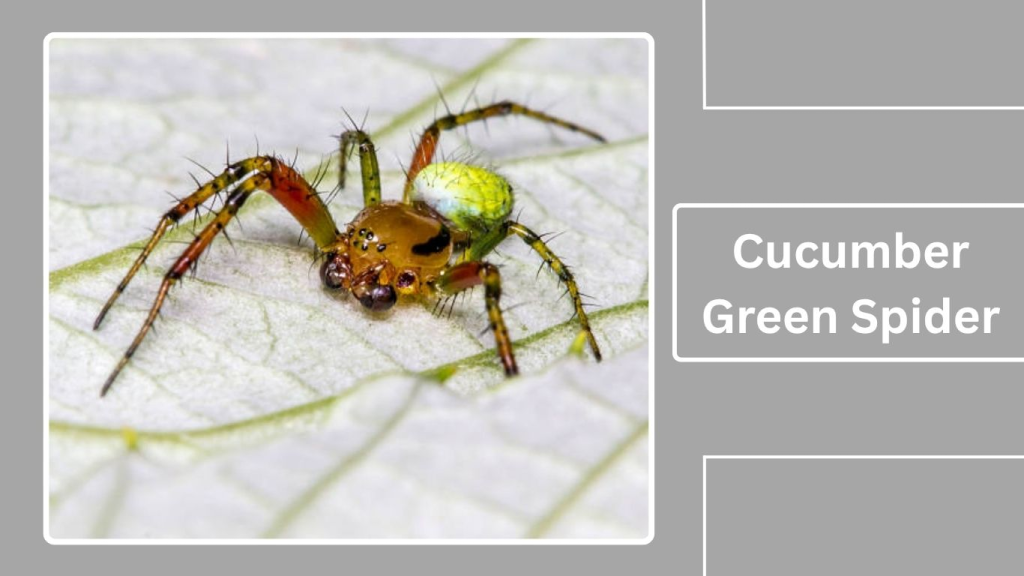 Cucumber Green Spider