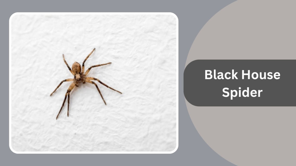 Black House Spider