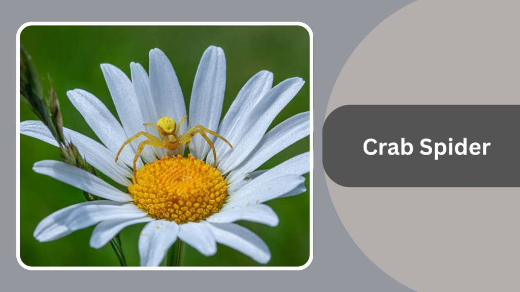 Crab Spider