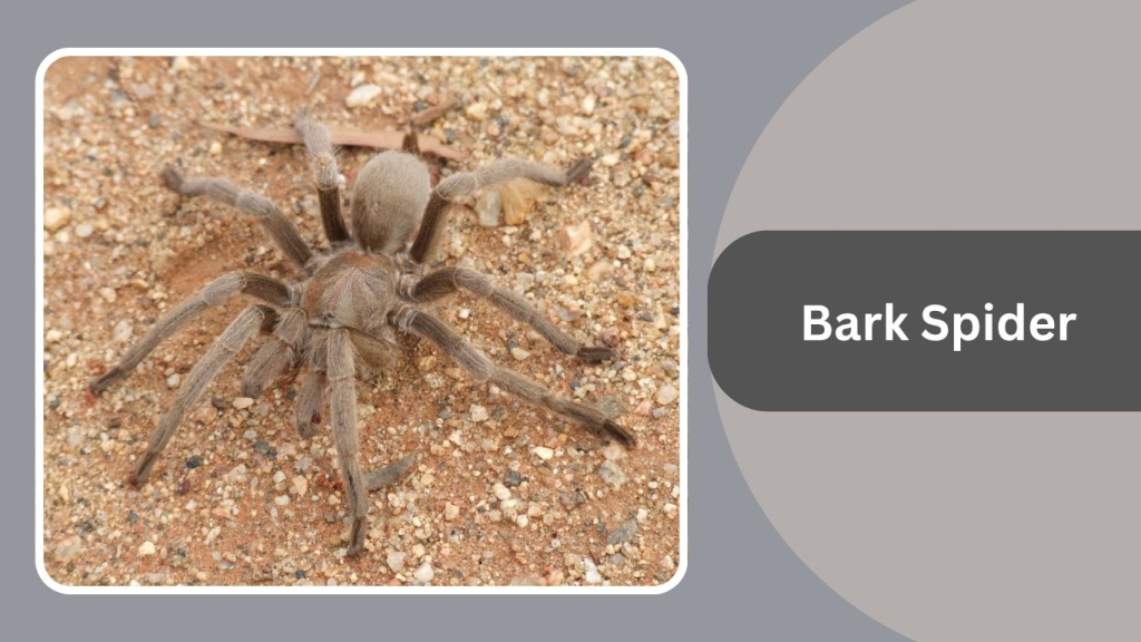 Bark Spider