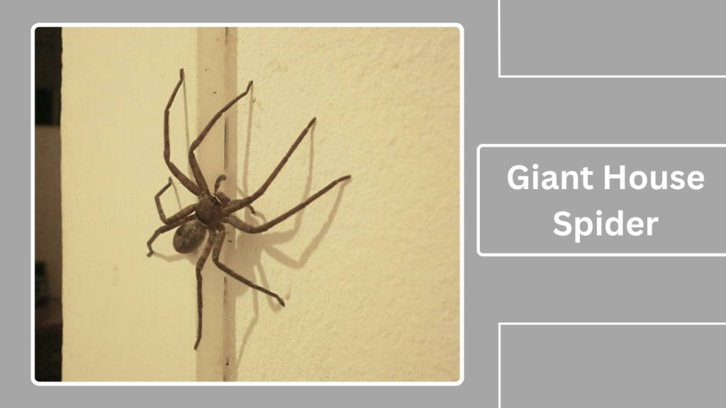 Giant House Spider