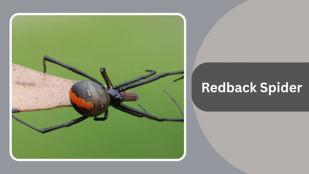 Redback Spider