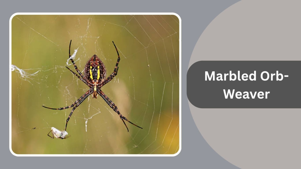 Marbled Orb-Weaver