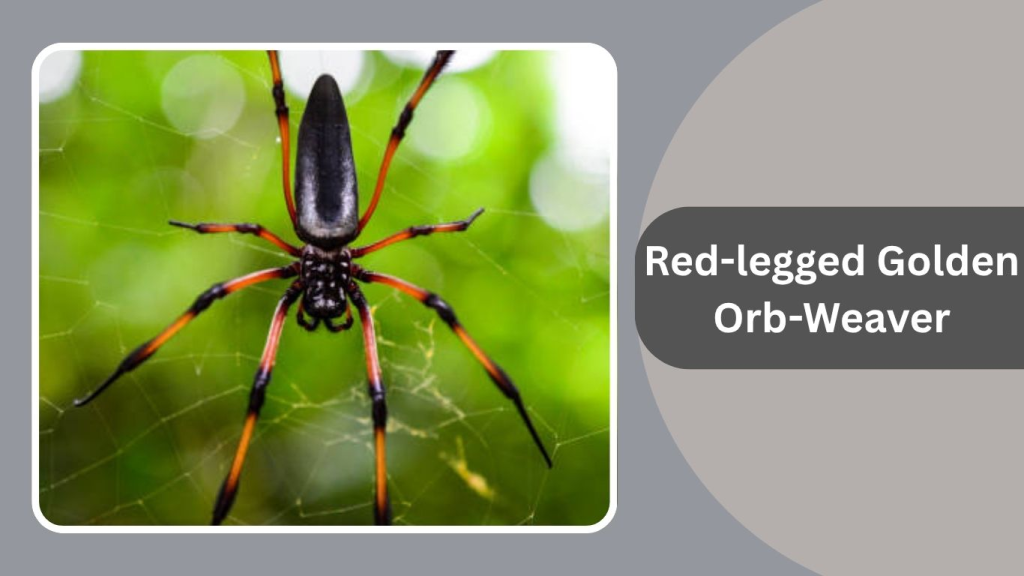 Red-legged Golden Orb-Weaver