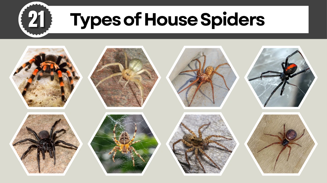 21 Types of House Spiders Identification, Habitats, and Bite Risks