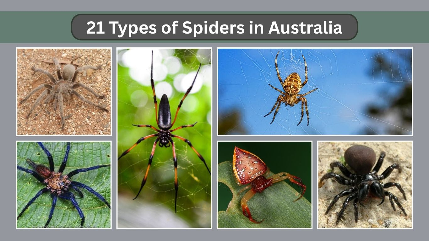 21 Types of Spiders in Australia: Identification with Pictures and name