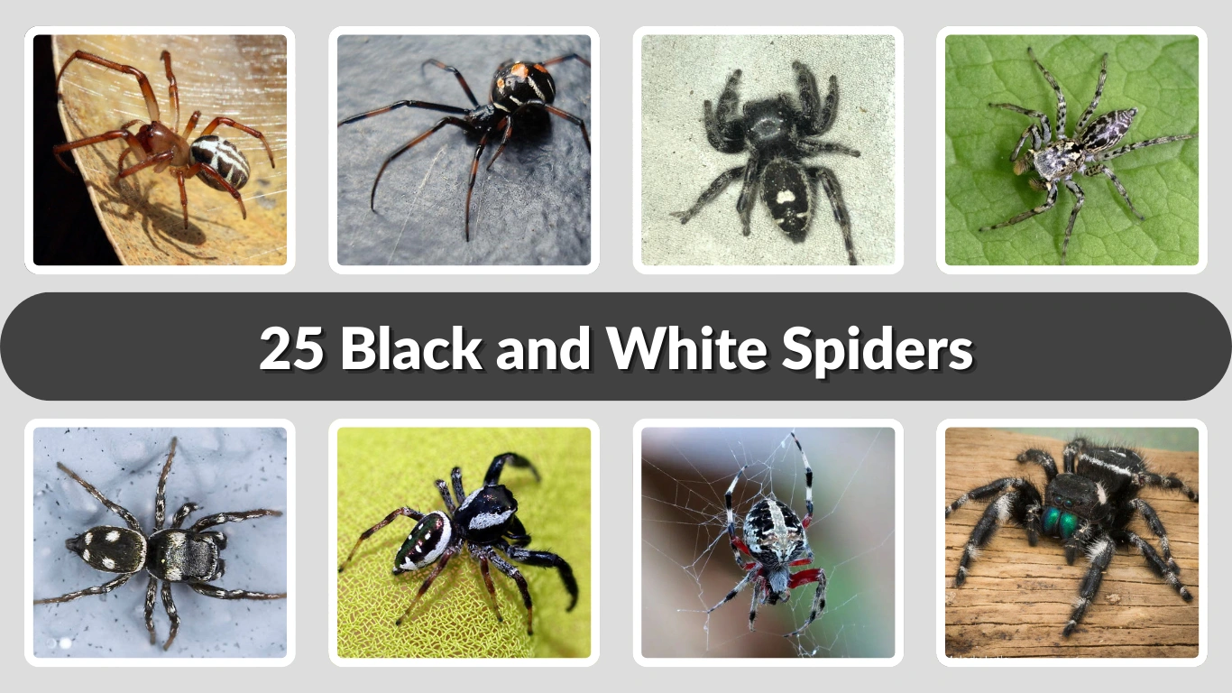 25 Black and White Spiders Identification, Features & Safety Guide