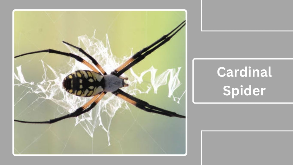 Cardinal Spider