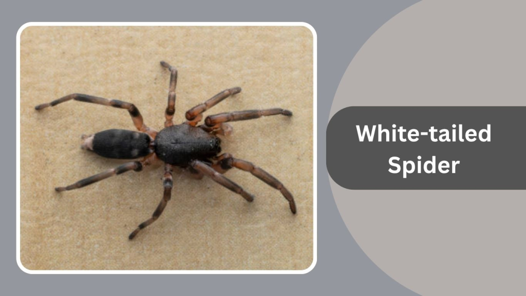 White-tailed Spider