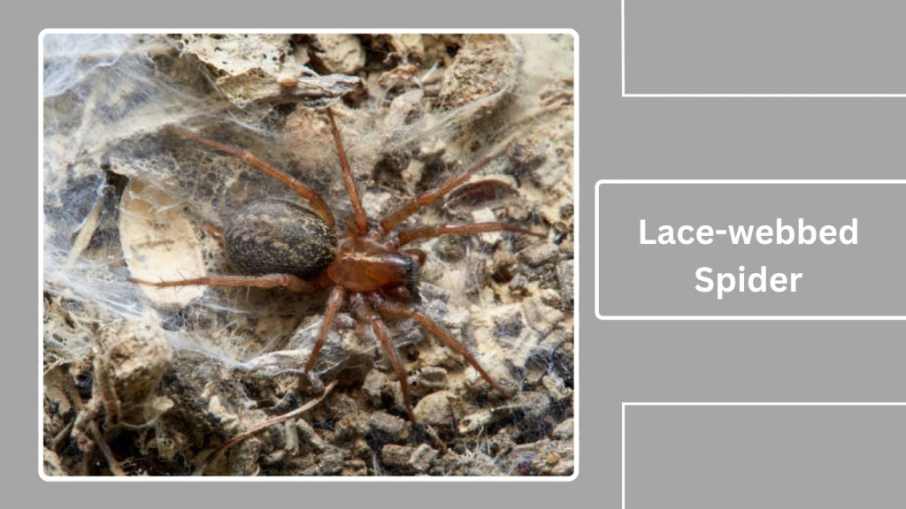 Lace-webbed Spider