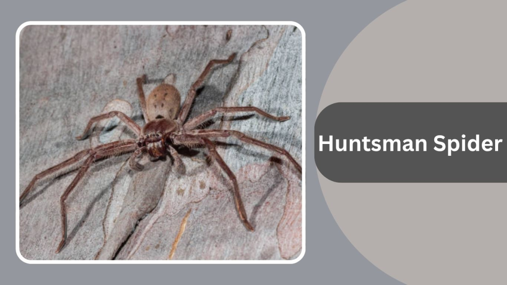 Huntsman Spider