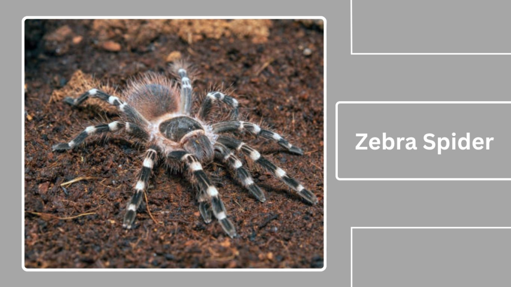 Zebra Spider