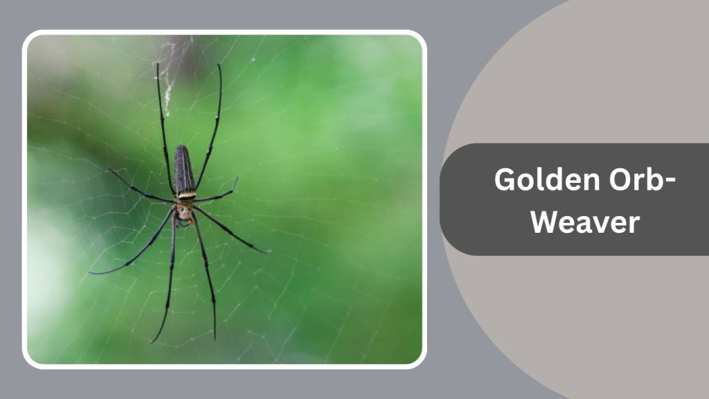 Golden Orb-Weaver