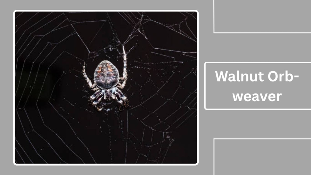 Walnut Orb-weaver