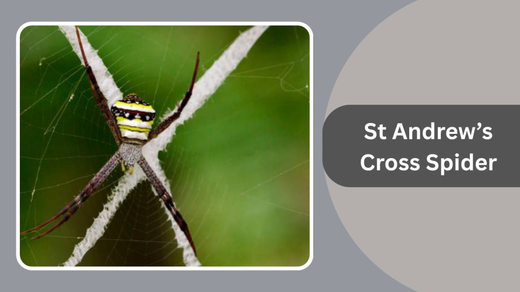 St Andrew’s Cross Spider