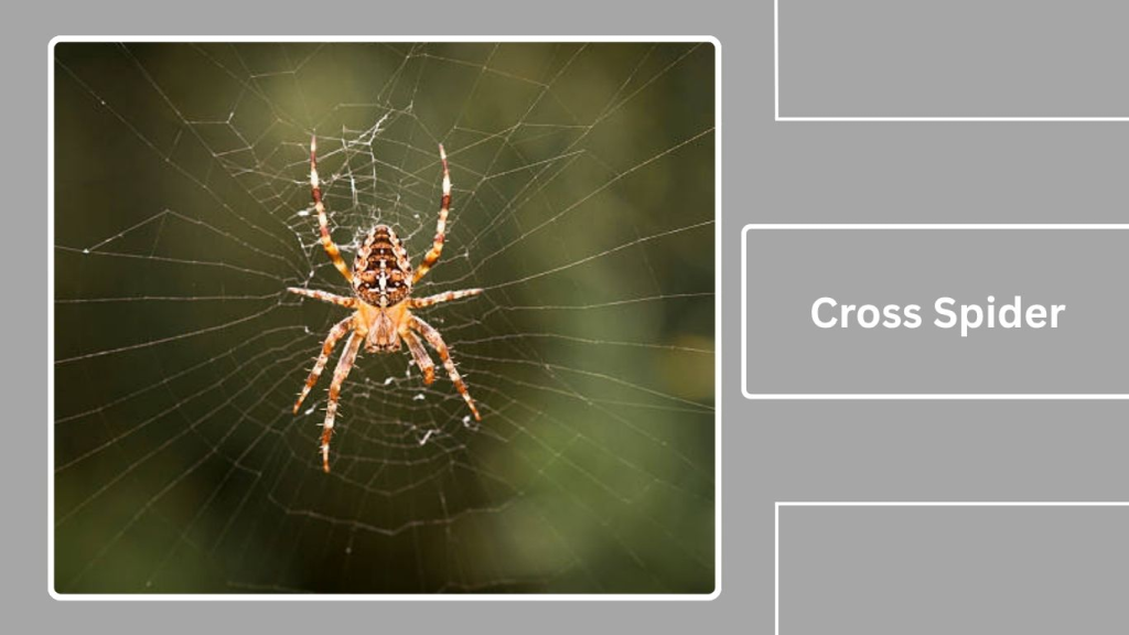 Cross Spider