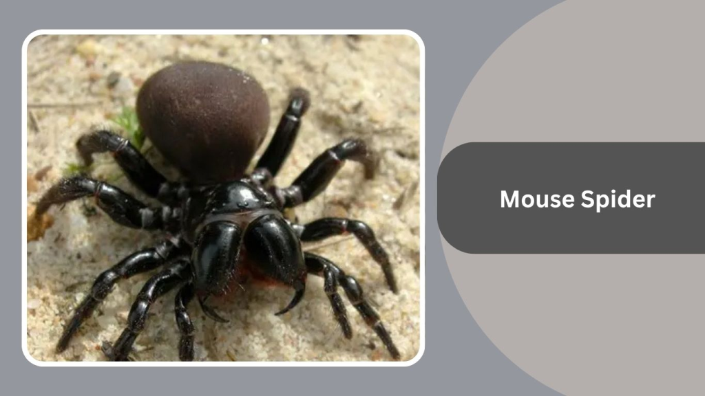 Mouse Spider
