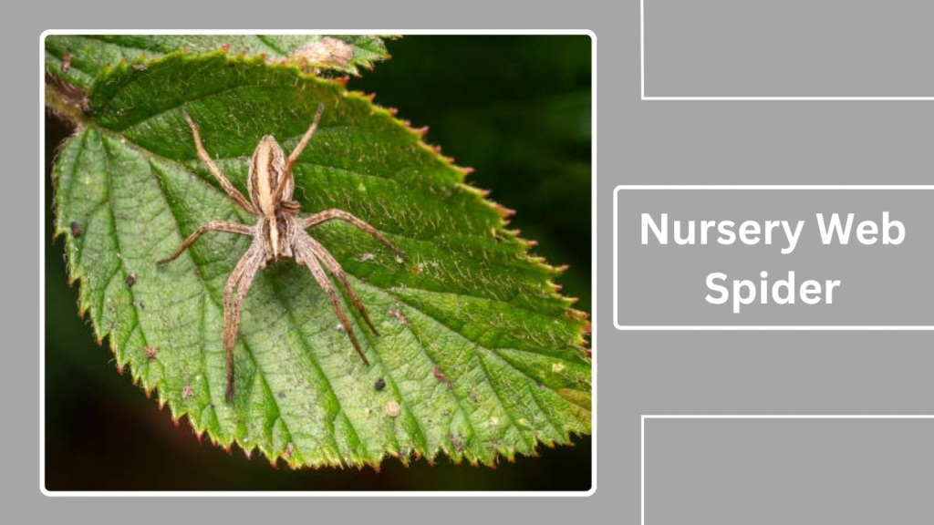 Nursery Web Spider