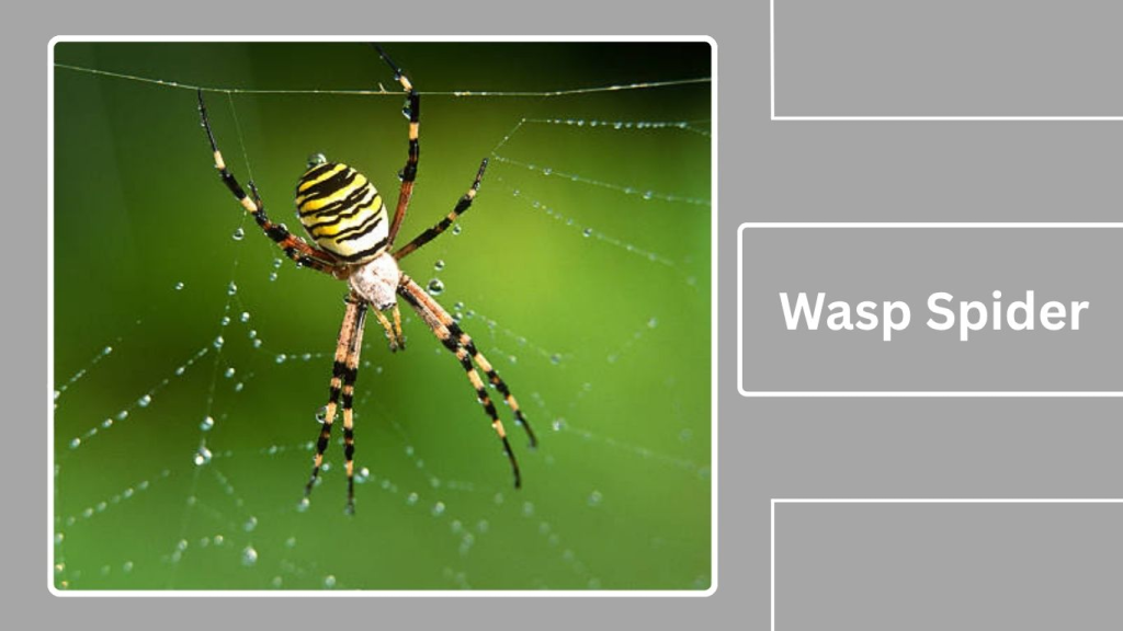 Wasp Spider