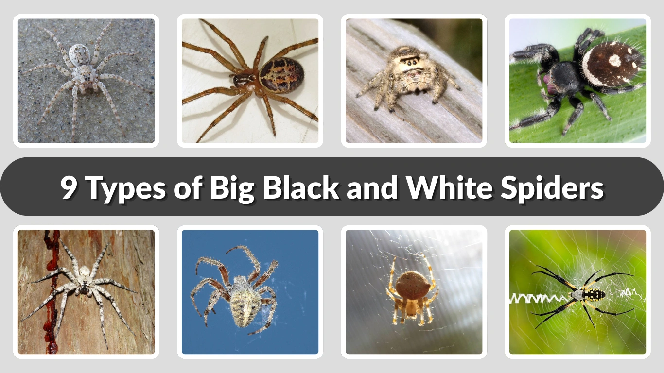 9 Types of Big Black and White Spiders Bite, Risk, Habitat & ID 