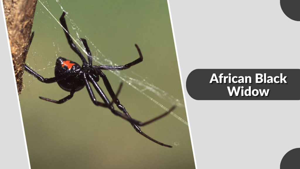 African Black Widow