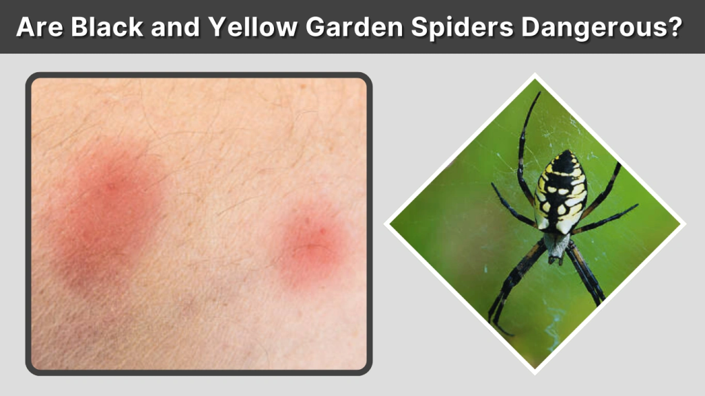 Are Black and Yellow Garden Spiders Dangerous