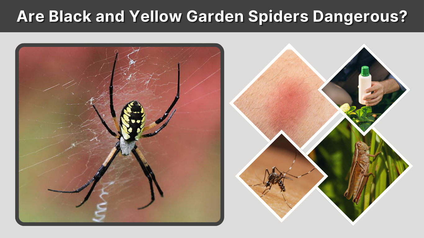 Are Black and Yellow Garden Spiders Dangerous You need to Know 