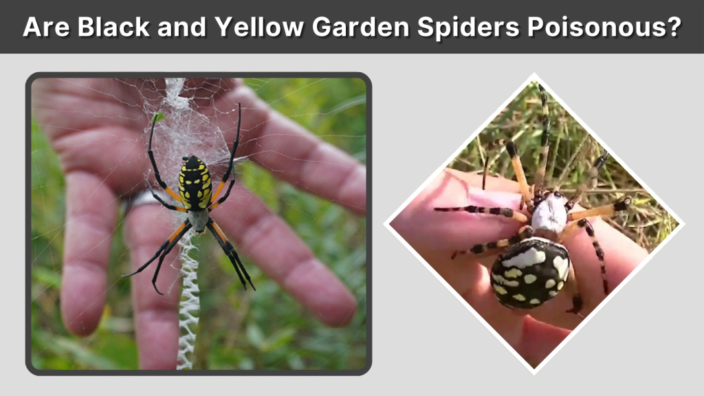 Are Black and Yellow Garden Spiders Poisonous