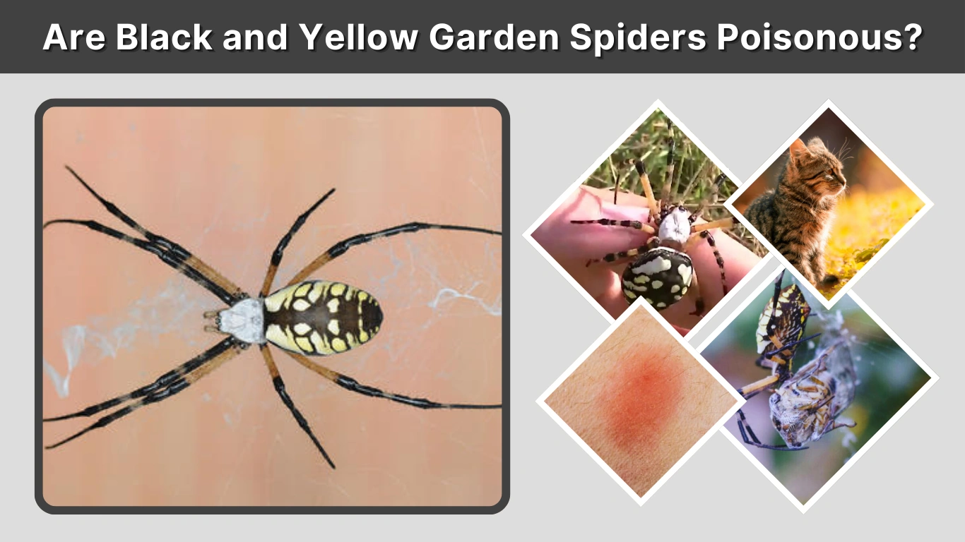 Are Black and Yellow Garden Spiders Poisonous
