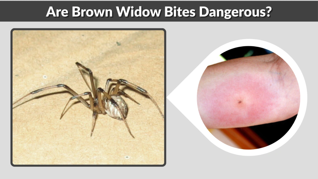 Are Brown Widow Bites Dangerous