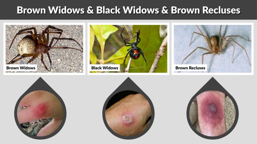 Are Brown Widows More Poisonous Than Black Widows or Brown Recluses