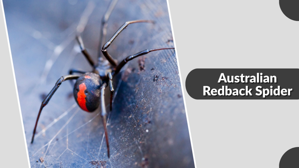 Australian Redback Spider