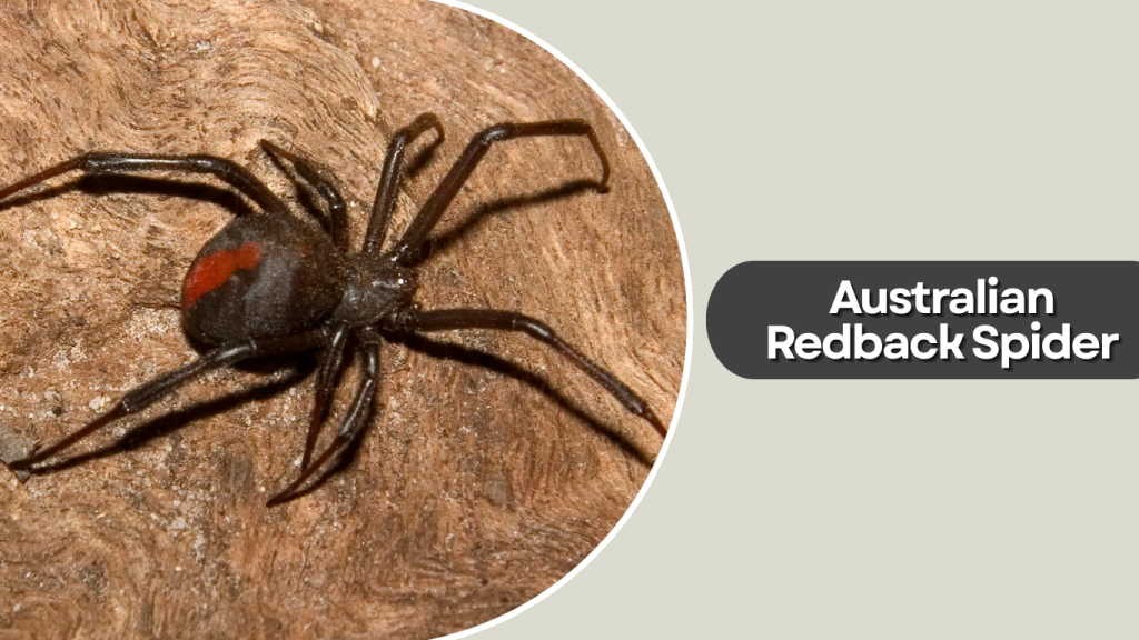 Australian Redback Spider