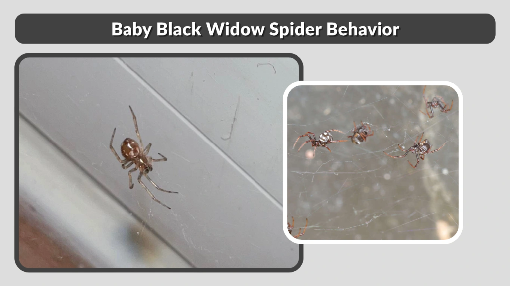 Baby Black Widow Spider Behavior