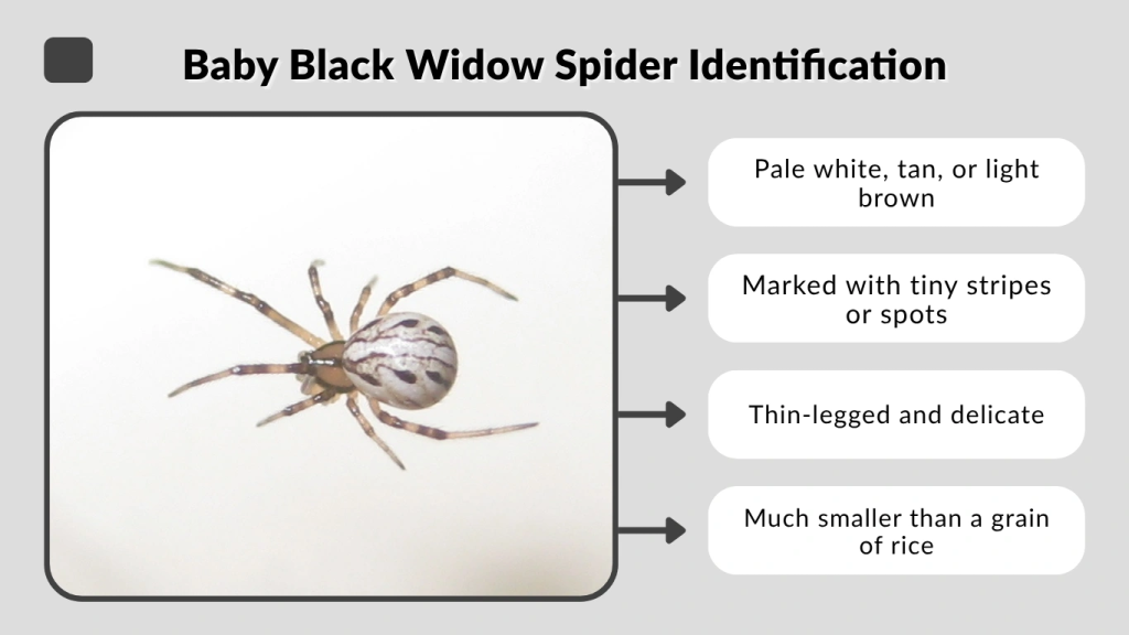 Baby Black Widow Spider Identification